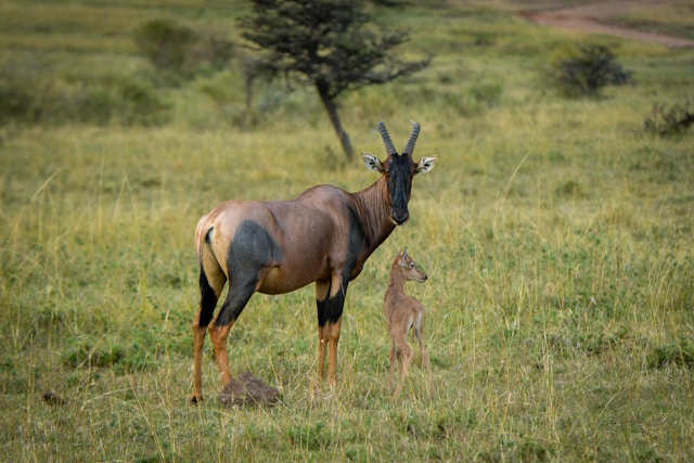10 Day Kenya Wilderness Safari